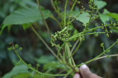 Schefflera capitata